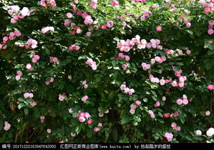 蔷薇好还是爬藤月季好