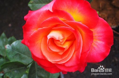 国月月季精品有哪几种