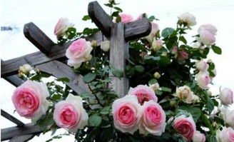 月季阳台系列有哪些