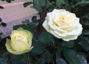 奶油龙沙月季是藤本还是灌木