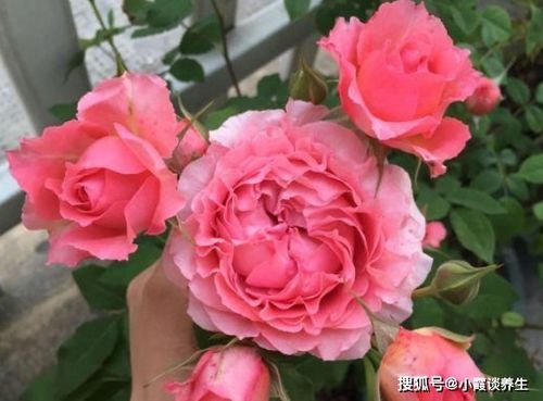 珊瑚果冻月季是切花月季吗