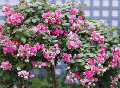 单朵花期长的藤本月季