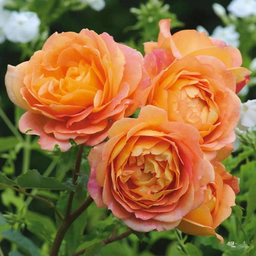 我种过的6种 藤月 ,各有 优缺点 ,今天说出,供花友们参考 花量大