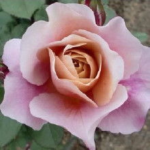 长势最快的灌木月季品种排名