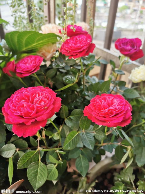 月季花图片