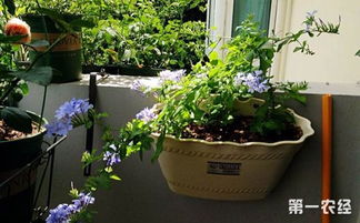 阳台不怕晒的植物