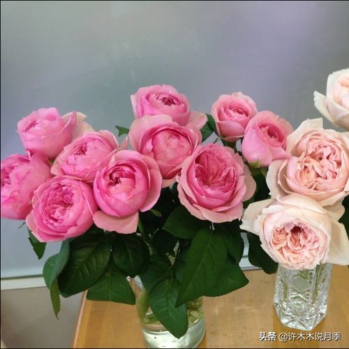 什么品种的月季花最好养