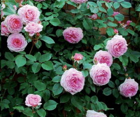 女王是藤本还是灌木