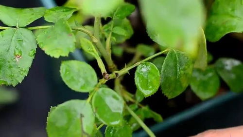 耐阴的月季品种排名