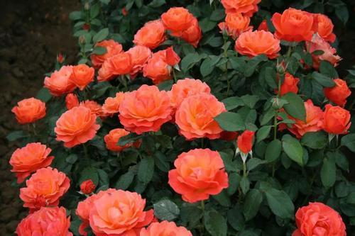 胭脂扣耐寒多少度