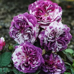 十大必买月季品种排名