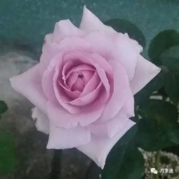 必选的切花月季品种