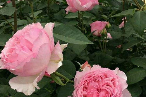 藤本灌木月季区别