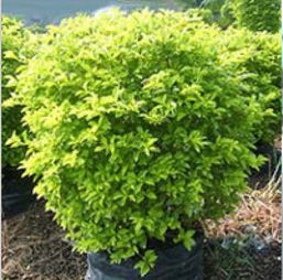 灌木大小按什么分类