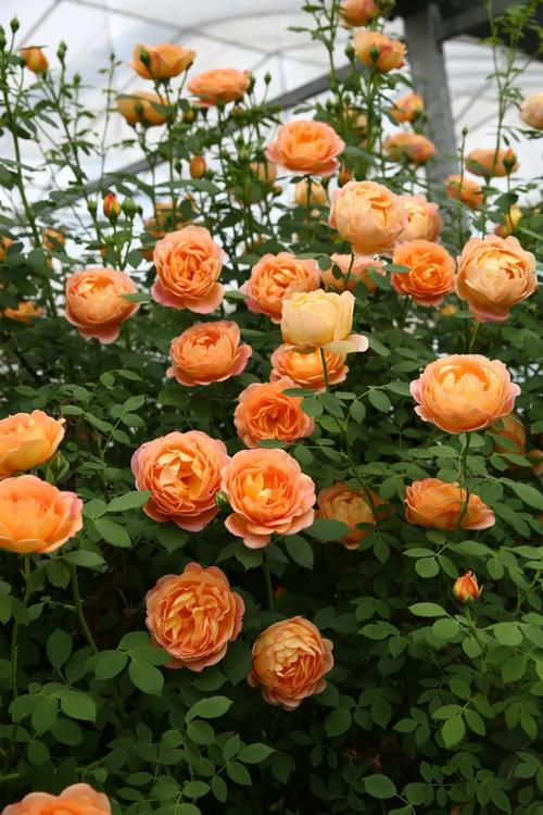 甜梦月季和夏洛特夫人哪个好