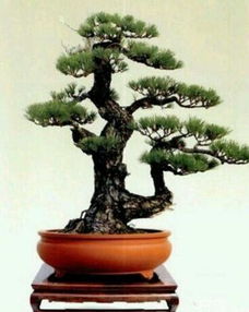 阳台最旺宅的植物