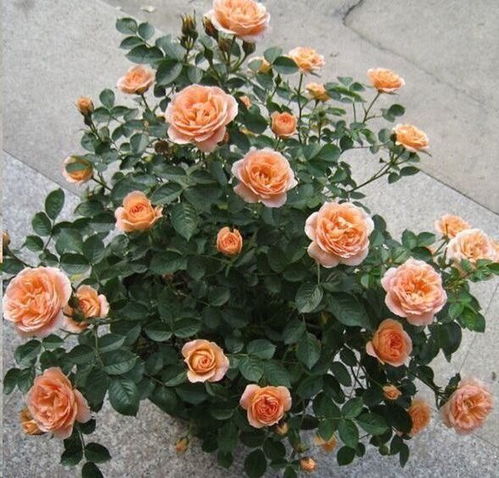 爬藤月季甜梦优缺点