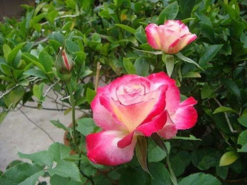 顶级强香月季50种