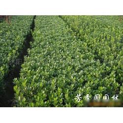 灌木绿化苗批发 灌木绿化苗供应 灌木绿化苗厂家 网络114