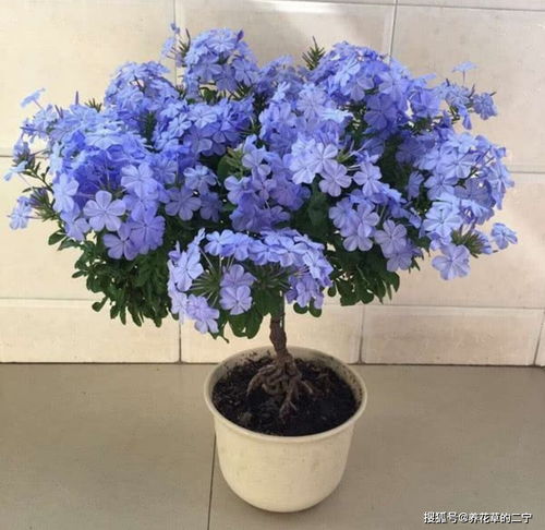 蓝色阴雨小苗多久开花