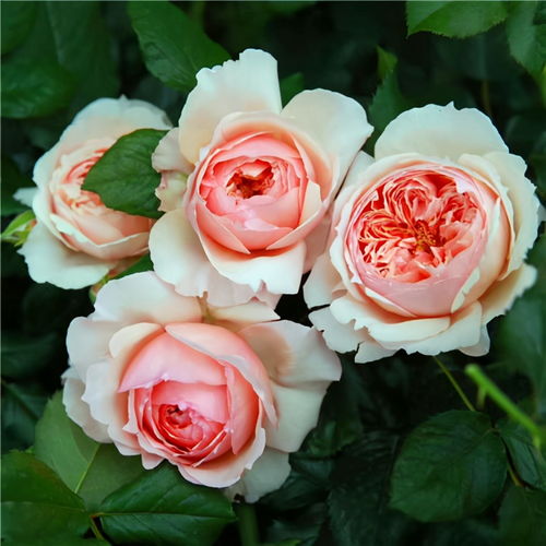 珊瑚果冻月季优缺点