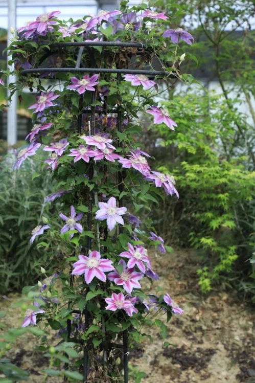 必买铁线莲三类勤花