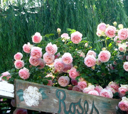 爬藤月季哪种好看而且花期长