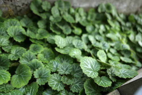 耐阴的小灌木有哪些