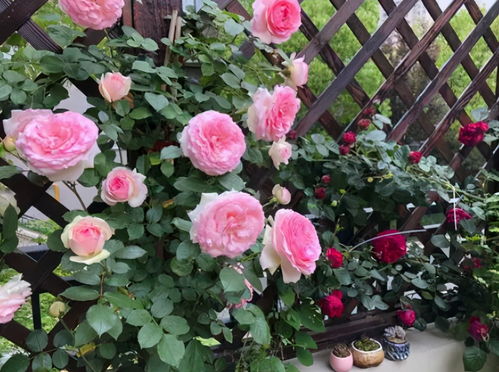 藤本月季根系有多深