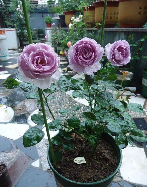 蓝色风暴月季怎么养