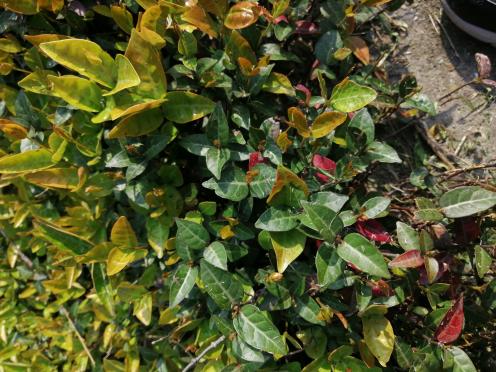 会爬藤的十六种植物