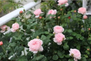 天狼月季和虹越的哪家好