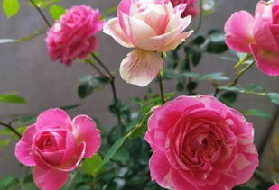 折射月季优缺点