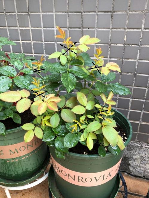 哪种藤本月季最好养