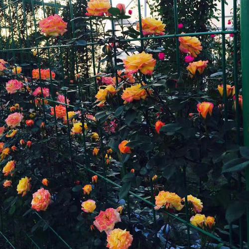 十大公认最好爬藤月季排名