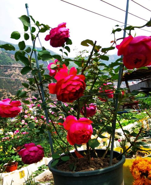 秋日胭脂是爬藤还是灌木