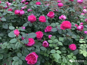 红色达芬奇是藤本吗