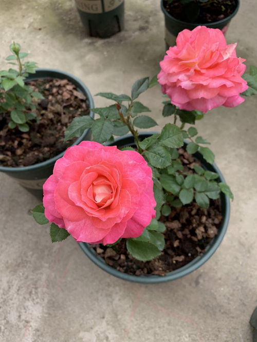 海神王阳台和杏让那个好