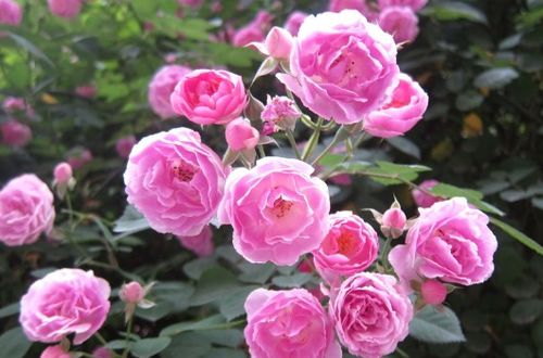 选择月季优缺点