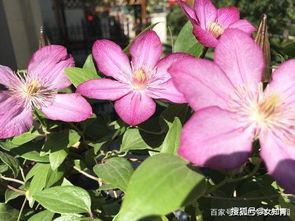 最好养的铁线莲排名