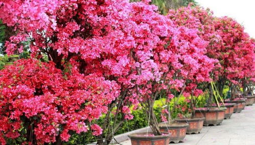 詹森月季是爬藤还是灌木