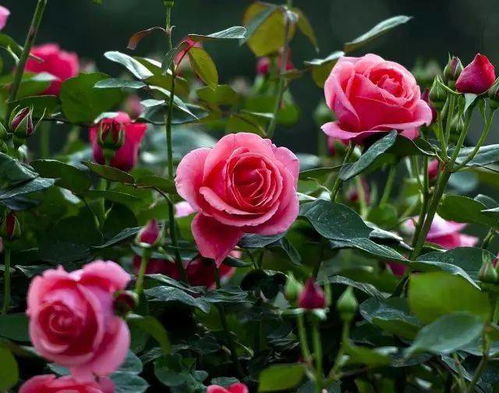 被月季花的刺扎了会有事吗