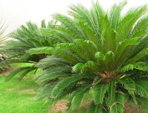 乔木与灌木是什么分类