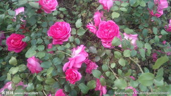 胭脂扣月季花图片