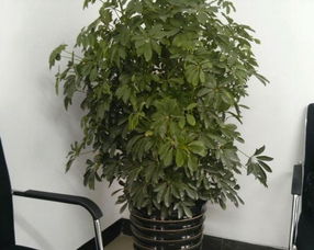 家里养了这3种花的朋友有福了,不仅宅旺事业旺,财运也会更旺