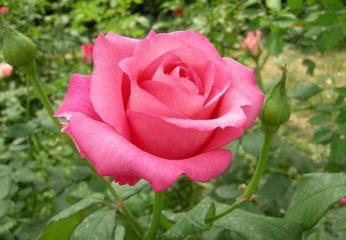 詹森t月季为何很少人养