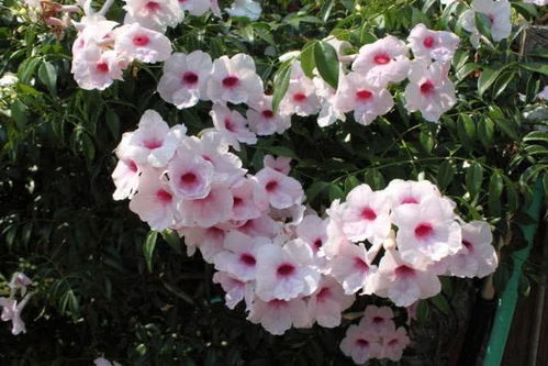 阳台种上 1种花 ,一年成花墙,四季开花,比爬藤月季还美 网易订阅