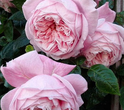 阳台养爬藤月季用什么盆