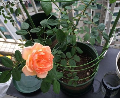 夏洛特月季优缺点