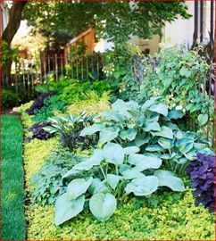 庭院背阴的地方适合种什么植物